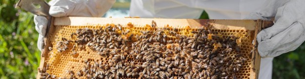 cropped-bigstock-beekeeper-working-in-his-apiar-63117133-960-pixels-wide.jpg