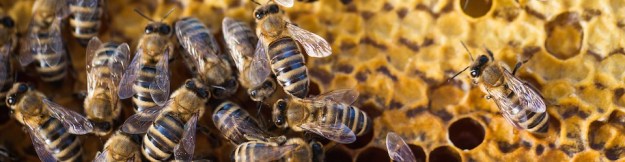 cropped-bigstock-macro-shot-of-bees-swarming-on-74347204-960-pixels-wide.jpg